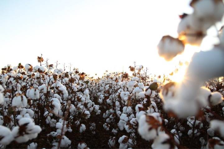 Mês do Algodão: Brasil segue líder em exportação e produção sustentável